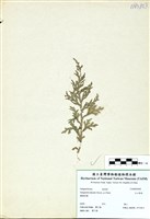 藏品(玉山卷柏)的圖片